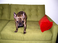 Hank and Red Pillow on Green Couch