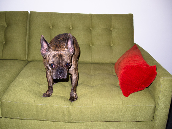 Hank and Red Pillow on Green Couch